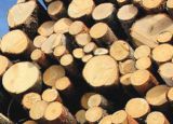 Kiến nghị chính phủ không thu thuế xuất khẩu gỗ